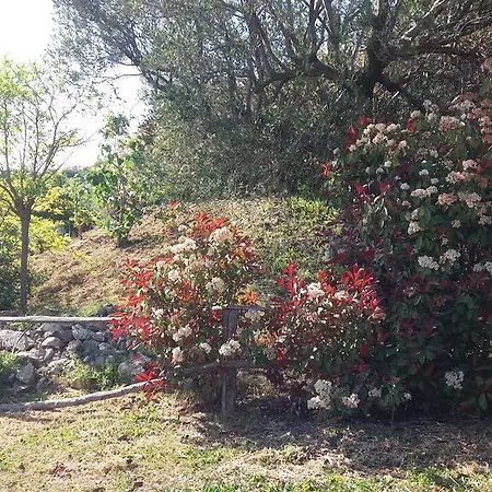Poggio Degli Ulivi * Ascea